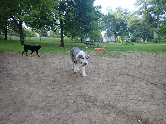 Hanscom Dog Park photo 2